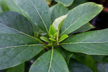 ikarang, Endonezya - 2 Haziran: Yeni filizlenen Avokado Ağacı 'nda Genç Yapraklar