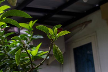 ikarang, Endonezya - 2 Haziran: Yeni filizlenen Avokado Ağacı 'nda Genç Yapraklar