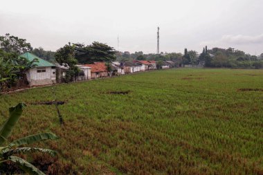 Karawang, Indonesia - June 3rd : Bypass Road Through Rice Fields in Karawang, Indonesia clipart