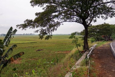 Güneydoğu Asya 'daki Rice Paddy Fields, Karawang, Endonezya, Tropikal İklim