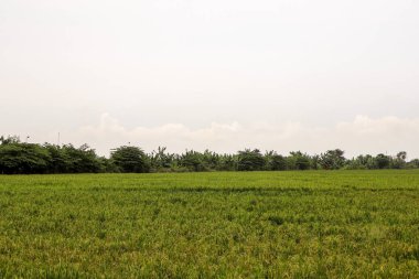 Güneydoğu Asya 'daki Rice Paddy Fields, Karawang, Endonezya, Tropikal İklim