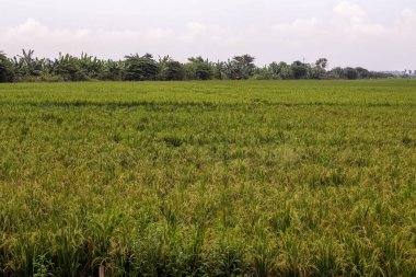 Güneydoğu Asya 'daki Rice Paddy Fields, Karawang, Endonezya, Tropikal İklim