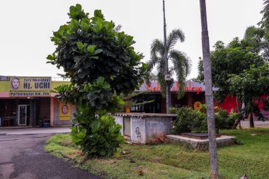 Purwakarta, Endonezya - 3 Haziran: Park ve Perakende Alanındaki Kimunding Ağacı