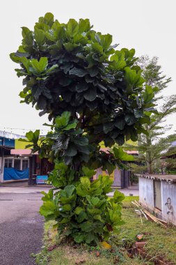 Purwakarta, Endonezya - 3 Haziran: Park ve Perakende Alanındaki Kimunding Ağacı