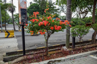 Bougainvillea Ağacı Yumuşak Kırmızı Bougainvillea Çiçekleriyle, Güneydoğu Asya, Endonezya, Purwakarta