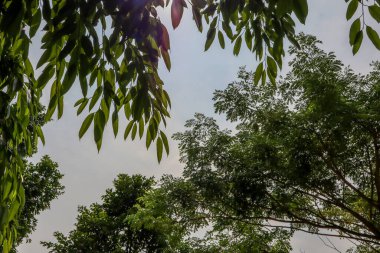 Ağaçlar, yapraklar gökyüzü sırtında