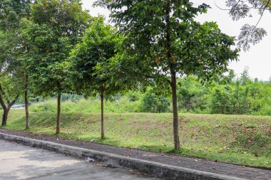 Somut Yol Ağaçlarla İlgili