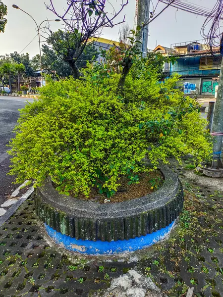 stock image Bandung, Indonesia - May 19th 2024 : Large Planter with Lush Green Foliage by the Roadside