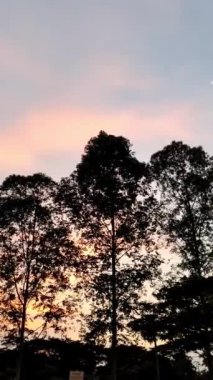  Kırmızı bir günbatımı gökyüzü karşısında ağaçların siluetini yakalayan bir çekim videosu. Akşam rüzgarında yapraklar yavaşça sallanıyor.