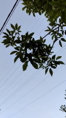 Gün batımında gökyüzünü kaplayan dinamik bir dönüş sahnesi, siluetli ağaç yaprakları ve sallanan elektrik hatları