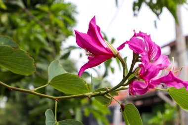 Pembe Mor Bauhinia Çiçeği Yapraklar Arasında Çiçek Açar