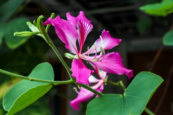 stock image Pink-Purple Bauhinia Flower Blooming Among Leaves