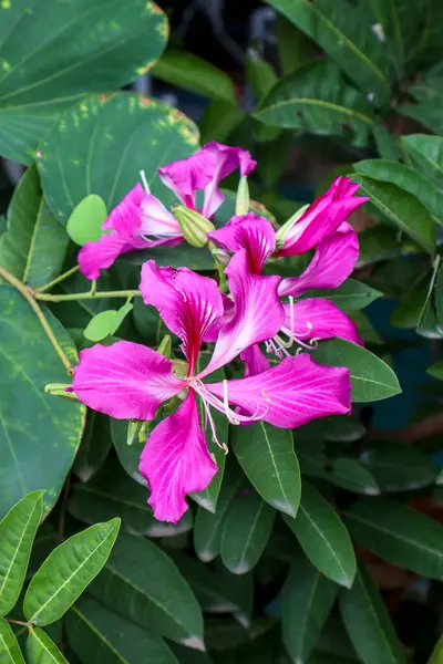 stock image Pink-Purple Bauhinia Flower Blooming Among Leaves