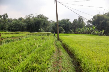 Altın pirinç tarlaları bir dağ köyüne yayılarak Güneydoğu Asya 'da hasat mevsiminin yaklaştığını gösteriyor.