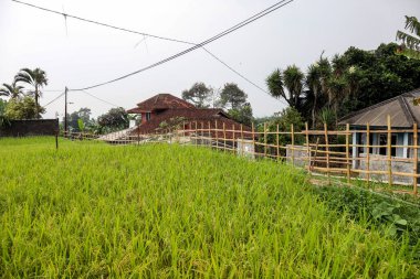 Altın pirinç tarlaları bir dağ köyüne yayılarak Güneydoğu Asya 'da hasat mevsiminin yaklaştığını gösteriyor.