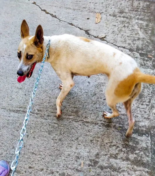 stock image A mixed breed dog with predominantly white fur and light brown spots forming a cow-like pattern, seen on road, walking on the road looking at its owner, sticking out its tongue