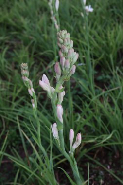 Bahçedeki güzel çiçekler