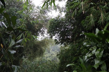 Ormanda yeşil ağaçlar