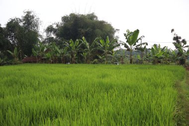 Bir sürü ağacı olan yeşil pirinç tarlası.