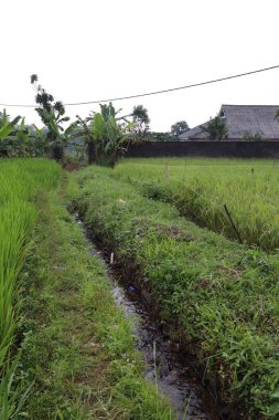 Yeşil yapraklı çeltik tarlası
