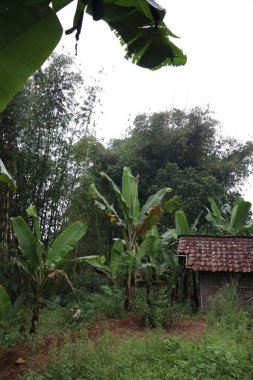 Ormanda yeşil bitkiler