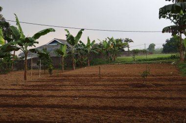 Pirinç tarlası olan güzel bir manzara.