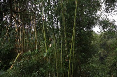 Ormanda yeşil yapraklar