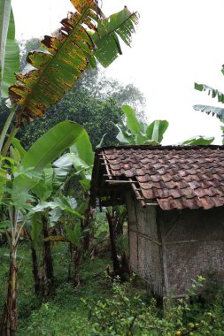 Ormanda yeşilliklerle çevrili bir evin dikey fotoğrafı.