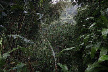 Ağaçlar ve ormanlarla dolu güzel bir manzara.