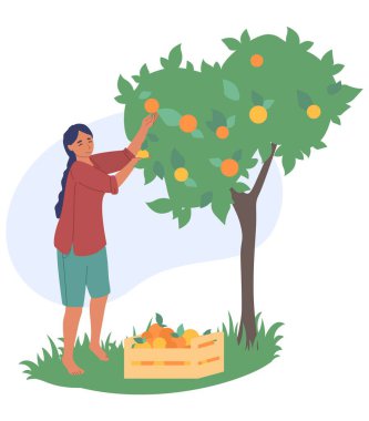 Genç bir çiftçi yaz bahçesi illüstrasyonunda ağaçtan şeftali topluyor. Hasat ve bahçıvanlık konsepti.