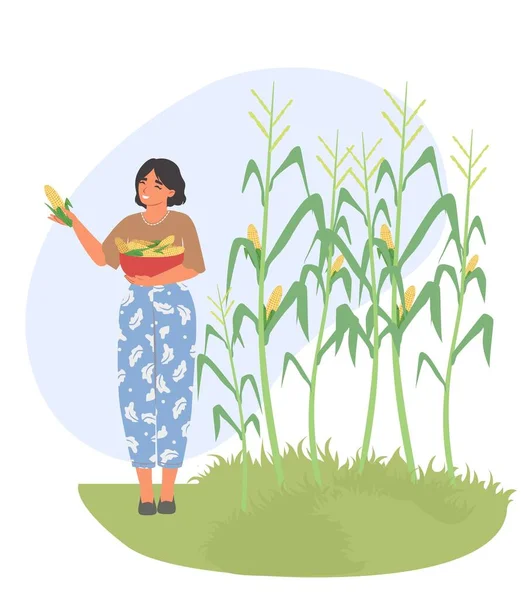 Fiatal Farmer Mezőgazdasági Dolgozó Női Karakter Gyűjt Kukorica Betakarítás Tálban — Stock Vector