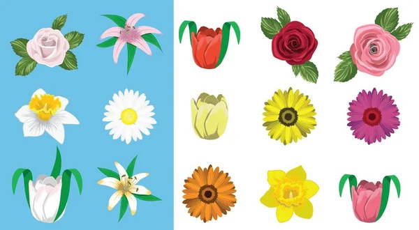 Verschiedene Arten Von Blumenvektorillustrationen Vereinzelte Blütenknospen Blühen Frühling Und Sommer — Stockvektor