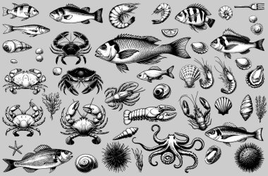 Farklı balıklar, çeşitli yengeçler ve ıstakozlar, yumuşakçalar, karidesler, istiridyeler, ahtapotlar ve diğer sualtı yaratık çizimleri içeren deniz ürünleri.