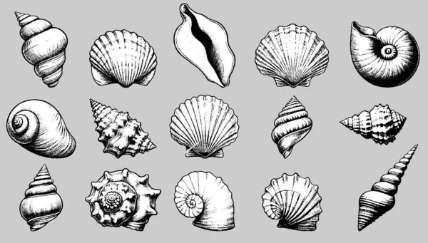 Farklı şekillerde, boyutlarda ve şekillerde deniz kabukları. Tropikal plaj vektör illüstrasyonundan dekoratif su kabukları koleksiyonu