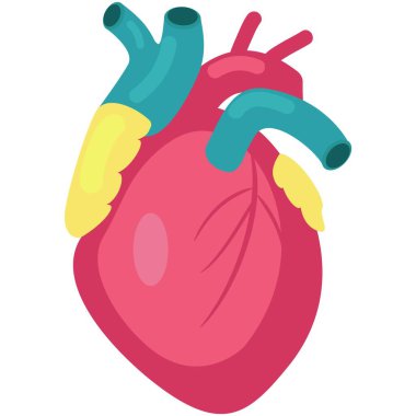 İnsan kalp taşıyıcısı. Beyaz arka planda kan koroner arteri, damar ve aort ikonu çizimi olan organların tıbbi anatomisi izole edilmiş.