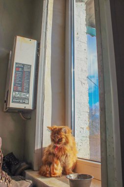 Kedi sokakta oturuyor.