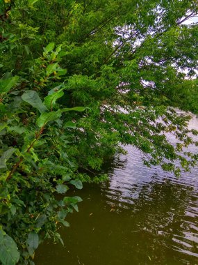 Ormandaki göl manzarası