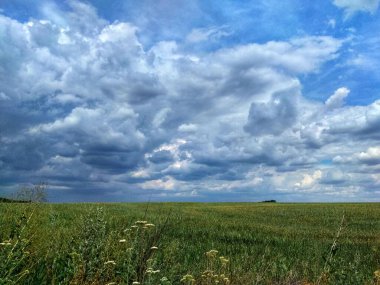 Buğday tarlası olan güzel bir manzara.