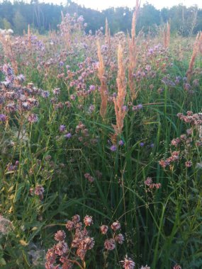 Bahçedeki güzel çiçekler