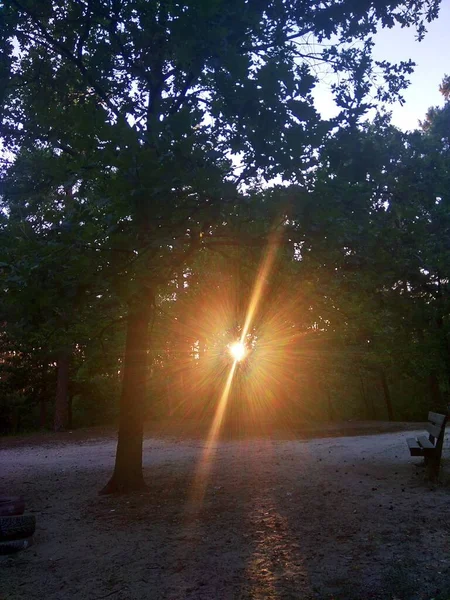 Zonnestralen Door Het Bos Een Prachtige Zonsondergang Met Veel Bomen — Stockfoto