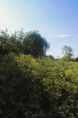 Ormanda bir ağacı olan güzel bir manzara.