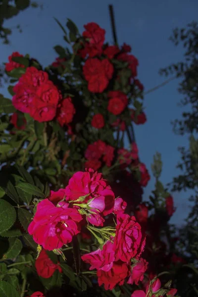 Beautiful Flowers Garden — Stock Photo, Image