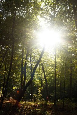 Ormanda güzel bir gün batımı