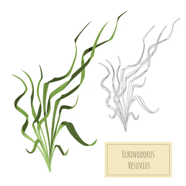 Изолированное Аквариумное Растение Карикатурное Рисование Водной Травы Контур Речной Травы — стоковый вектор