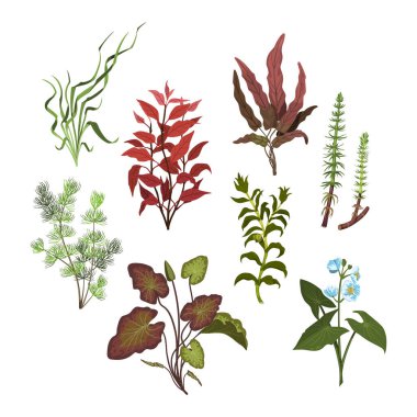 İzole edilmiş akvaryum bitkileri. Su bitkilerinden oluşan çizgi film çizimleri. Nehir çimen sanatı. Su altı dekorasyon nesneleri. Vektör illüstrasyonu