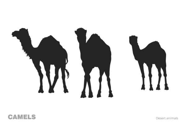 Изолированные Силуэты Верблюдов Рисунок Пустынных Животных Чёрный Тривел Африканский Отпечаток — стоковый вектор