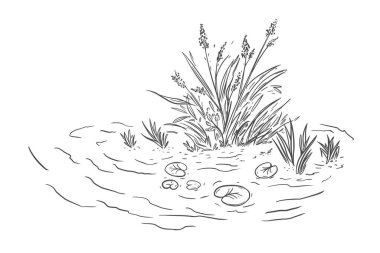Nehir manzarası çizimi. Göl bitkileri çizimi. Göl manzarasının doğrusal sanatı. Elle çizilmiş posterde izole su bitkisi var. Vektör illüstrasyonu