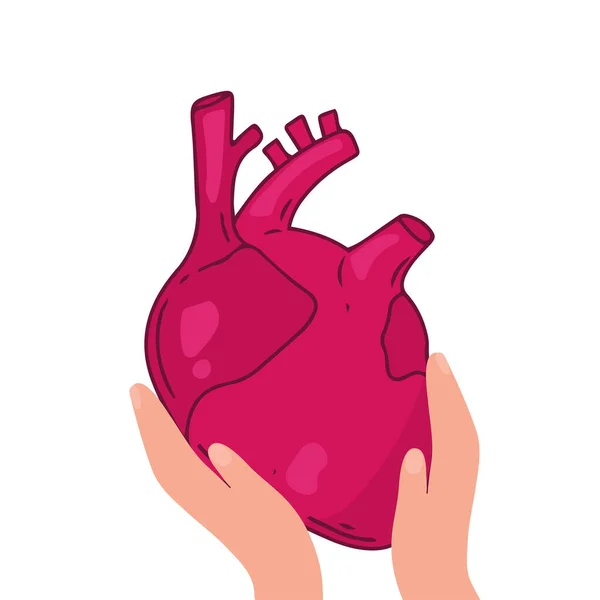心脏向量设计 现实的解剖学图片 人体内部器官 — 图库矢量图片
