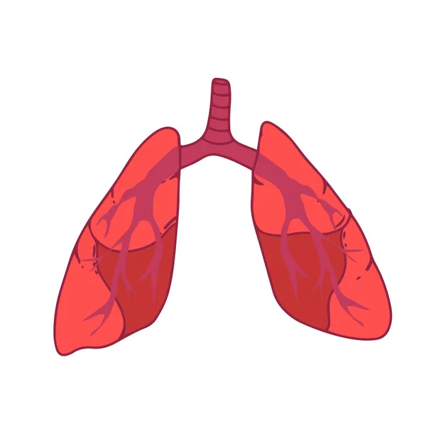 Płuca Ludzki Organ Wewnętrzny Izolowane Białe Tło Siatką Gradientową Ilustracja — Wektor stockowy