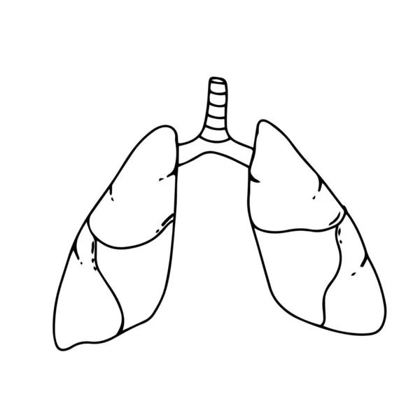 Πνεύμονες Ανθρώπινο Εσωτερικό Όργανο Απομονωμένο Λευκό Φόντο Βαθμίδα Διάνυσμα Εικονογράφηση — Διανυσματικό Αρχείο